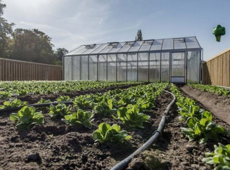 Năm 2017, khu vườn trồng 5 loại rau diếp, cho thu hoạch 5.200 cây vào cuối mùa. Ảnh: Hortidaily.
