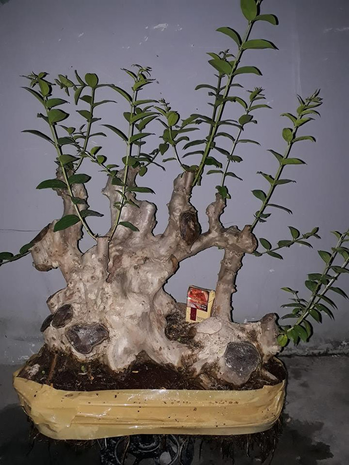 Bonsai bằng lăng tím lá nhỏ được nghệ nhân cắt tỉa thành tiểu cảnh trang trí sân vườn. Ảnh: FB Thanh Son Vo.