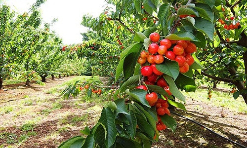 Cherry Úc thường được thu hoạch từ cuối tháng 11 đến tháng 2 hàng năm. Ảnh: Facebook.