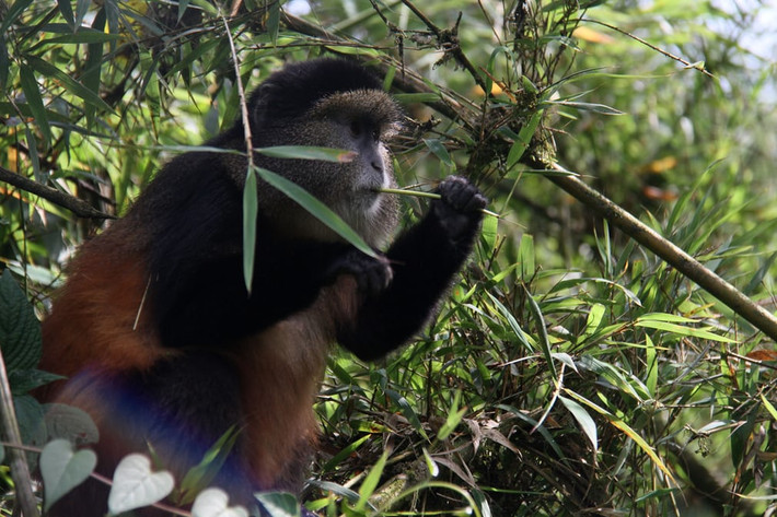 Khỉ vàng cực hiếm ăn lá tre trong vườn quốc gia núi lửa ở Rwanda. (Nguồn Guardian)