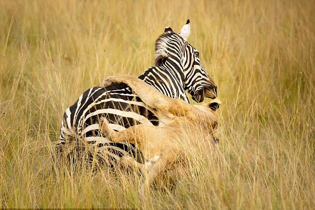 Sư tử lao mình hạ gục ngựa vằn trên đồng cỏ trong vườn quốc gia Masai Mara, Kenya. (Nguồn Guardian)