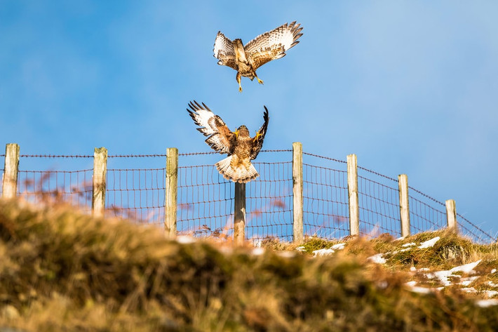 Cặp chim ó quyết chiến trên đồi Selkirk gần Megget, Scotland. (Nguồn Guardian)