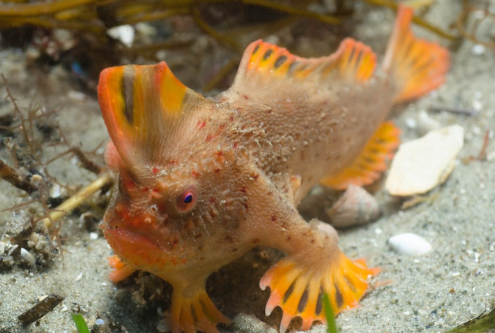 Loài cá tay đỏ cực hiếm được các nhà khoa học phát hiện ở ngoài khơi bang Tasmania, Australia. (Nguồn Guardian)