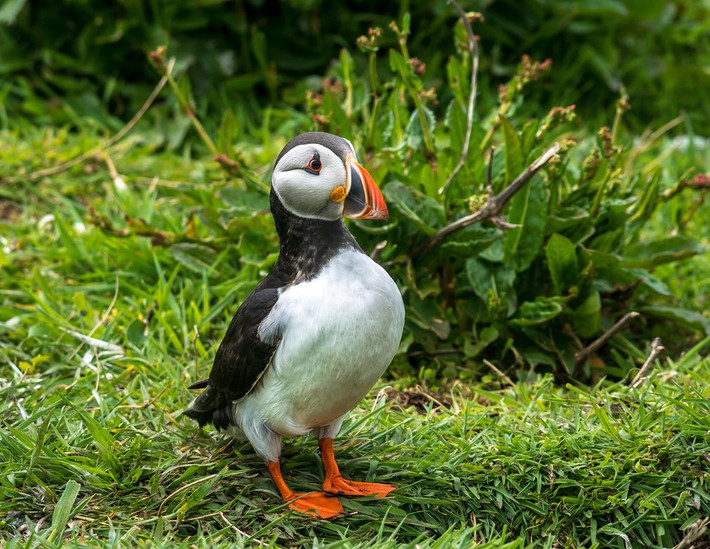 Chim hải âu rụt cổ trên đảo Inner Farne ở Northumberland, Anh quốc. (Nguồn Guardian)