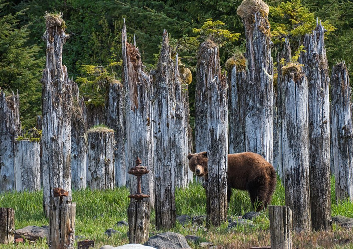 Gấu nâu đứng giữa những cây gỗ tại cảng Taku, Alaska, Mỹ. (Nguồn Guardian)