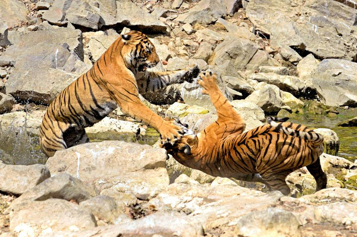 Hai con hổ cái quyết chiến tranh giành quyền uống nước trong vườn quốc gia Ranthambhore, Ấn Độ. (Nguồn Guardian)