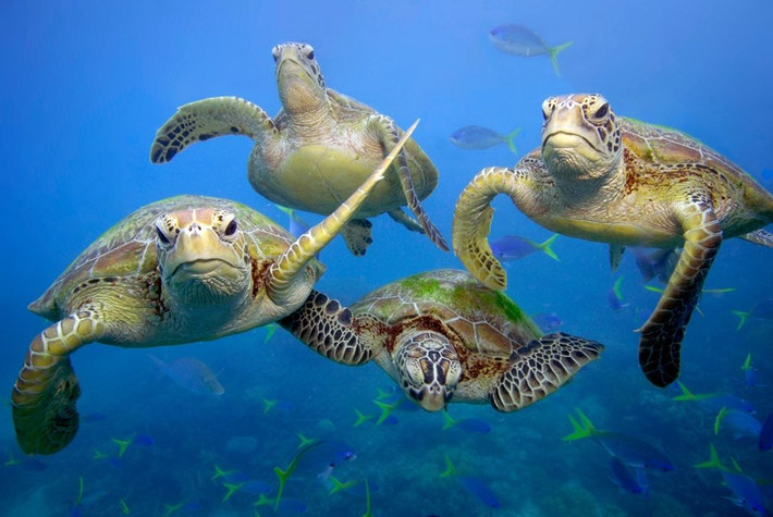 Những con rùa biển xanh trên rạn san hô Great Barrier ở Queensland, Australia. (Nguồn Guardian)