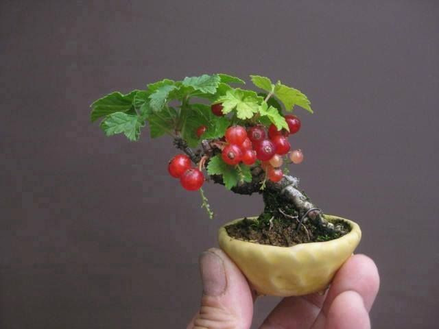 Thậm chí, một số người mê bonsai cũng trồng chúng thành những chậu cảnh mini độc đáo.