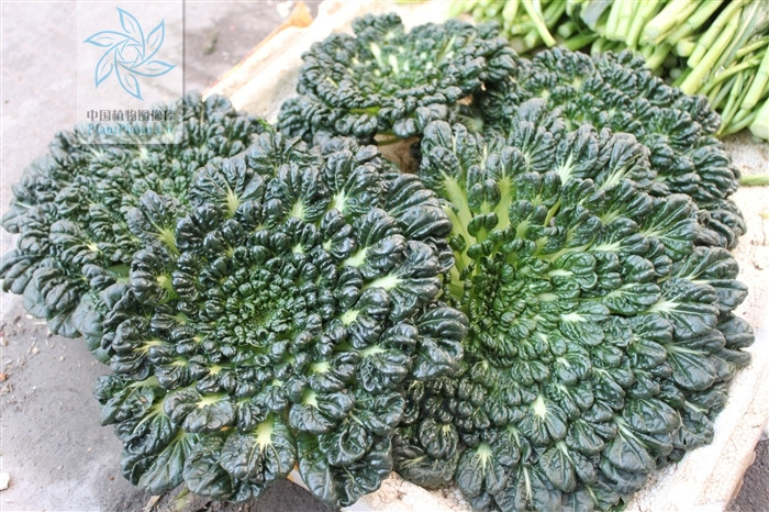 Loại đất tốt cho cải Tatsoi là đất mùn hoặc đất cát, pH đất từ 5.5 -7.0, nhiều chất hữu cơ và khả năng thoát nước tốt.