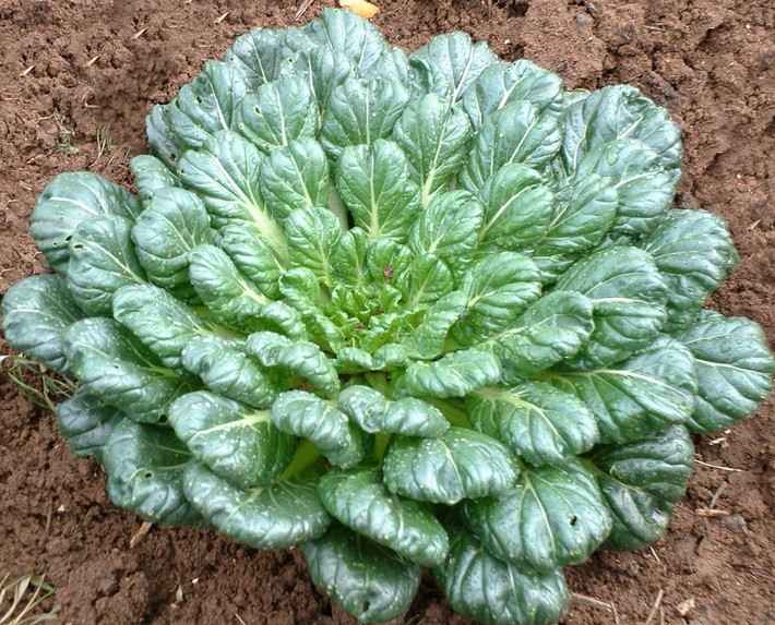 Một giống rau cải bẹ xanh có tên gọi cải Tatsoi (hay cải Brassica narinosa, cải thìa) được nhiều bà nội trợ yêu thích vì hình dáng độc lạ và giá trị dinh dưỡng dồi dào mà chúng mang lại cho người ăn.