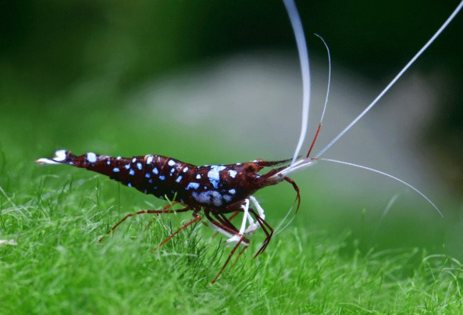 Đắt hơn rất nhiều, loại tép Sulawesi có nguồn gốc từ Indonesia có giá từ vài trăm đến cả nghìn đô.