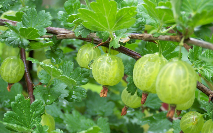 Tại Ấn Độ, chúng được gọi là quả Amla. Các loại dầu từ quả này được phụ nữ Ấn Độ sử dụng để chăm sóc tóc và da đầu.