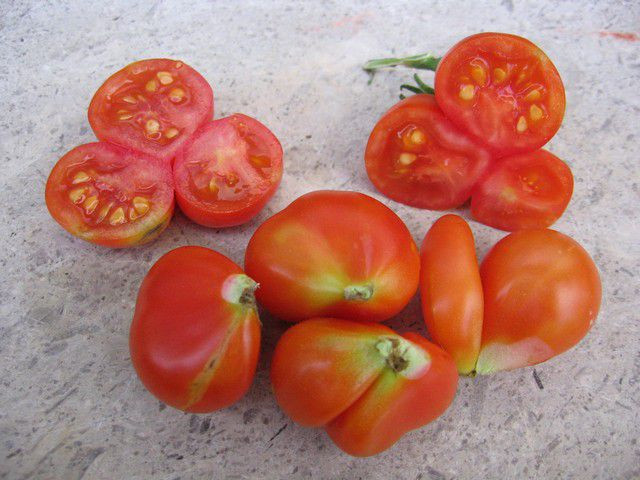 Cũng như các loại cà chua thường thấy, chúng được dùng chế biến món ăn, salad hoặc làm nước ép. Chất Lycopene trong quả có tác dụng chống oxy hóa tốt.