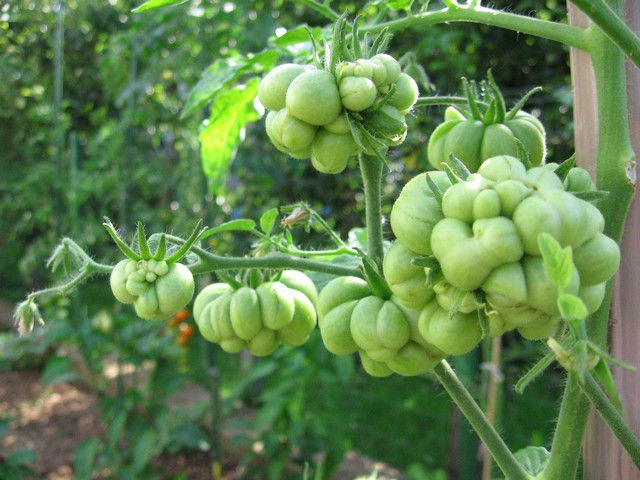 Trái cây chuyển dần từ màu xanh sang vàng rồi chín đỏ và có thể cho thu hoạch.