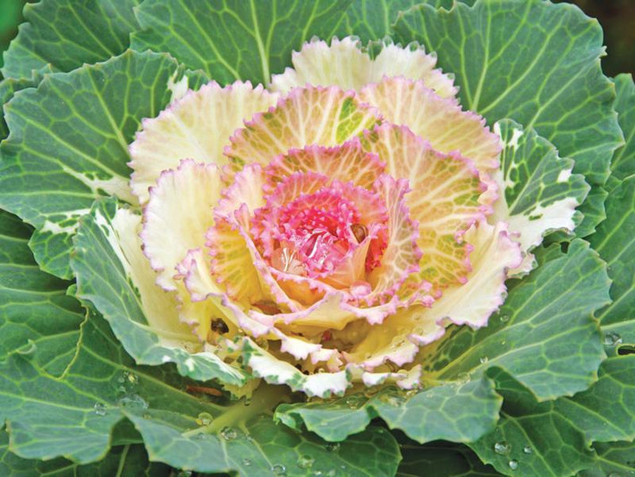 Ornamental có xuất xứ từ các vùng Tây Âu. Chúng có những chiếc lá bên ngoài màu xanh. Bên trong là lá non màu vàng, trong cùng là lá non màu đỏ, hồng.