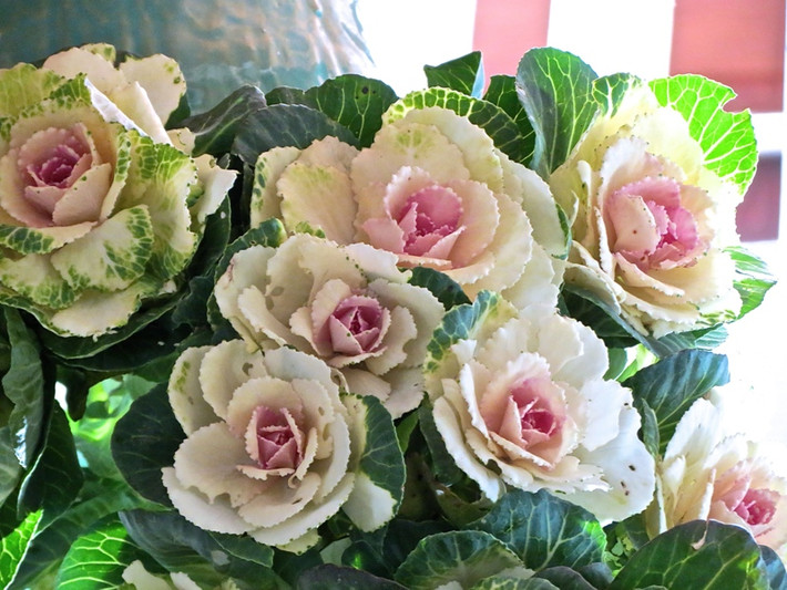 Bắp cải Ornamental nhìn như một bông hoa đang nở đẹp mắt.