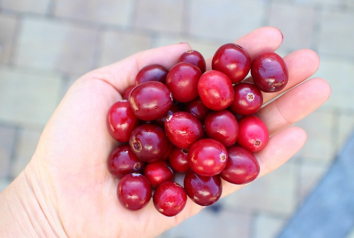 Giống việt quất dây leo có tên tiếng anh là Cranberry còn được gọi là mạn việt quất hay Nam việt quất. Cây việt quất này dạng bụi, thường mọc dại ở các vùng đầm lầy phân hóa (có nhiều than bùn) ở miền ôn đới Bắc bán cầu.