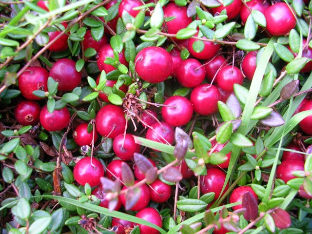 Quả việt quất Cranberry to hơn lá, lúc nhỏ màu trắng, sau chuyển màu dần sang đỏ thẫm khi chín hẳn. Chúng có vị chua gắt lấn át vị ngọt ngay cả khi đã chín. Do đó, nhiều người khi pha nước ép từ Cranberry vẫn cho thêm nước ép các loại hoa quả khác để giảm độ chua của chúng.
