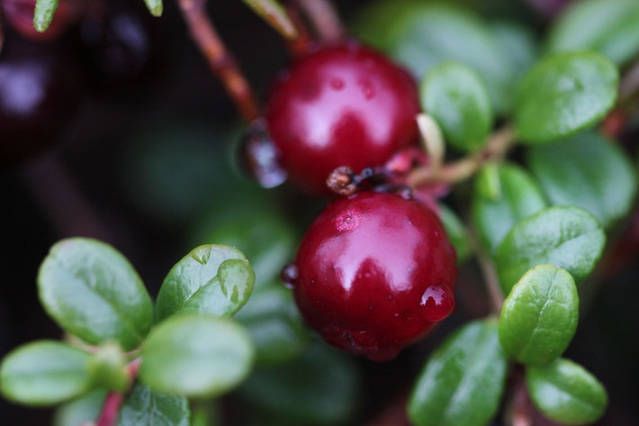 Nam việt quất cùng họ với trái việt quất (blueberry). Chúng chủ yếu được chế biến thành nước ép trái cây, nước sốt. Ngoài ra, trái sấy khô hoặc bán tươi.