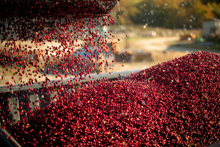 Cranberry là một trong những loại thực phẩm được canh tác rộng rãi khắp các tiểu bang Hoa Kỳ và Canada. Các nhà vườn phất giàu nhờ loại quả này không phải là hiếm. Đặc biệt là những nhà vườn dùng việt quất dây leo chế biến rượu.