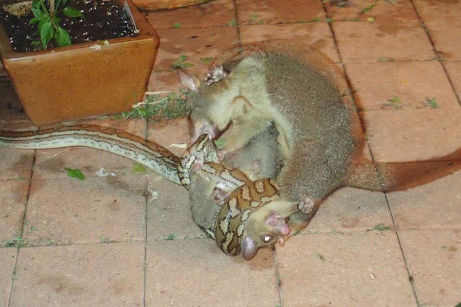 Hình ảnh động vật đẹp ghi cảnh Christine Birch William chụp được cảnh tượng chồn possum mẹ tung đòn tấn công dữ dội để cứu con của nó khỏi trăn đói tại sân sau nhà cô ở Queensland, Australia. (Nguồn Guardian)