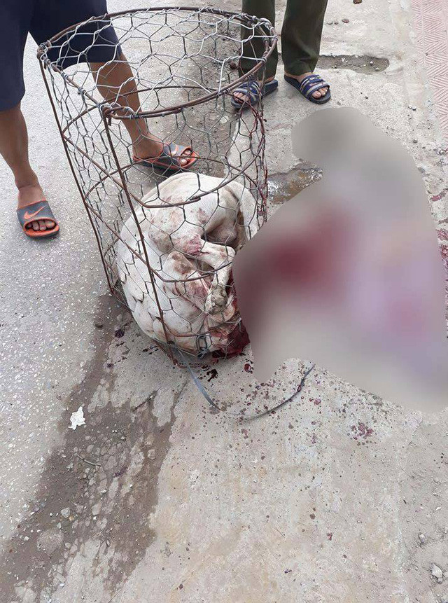 Mới đây, dư luận xôn xao trước thông tin chó Pitbull cắn trọng thương chủ và người hàng xóm ở xóm Chợ, thôn Ba Lăng xã Tiến Dũng (huyện Thường Tín, TP. Hà Nội) ngày 18/11. Ảnh: Giadinhxahoi.