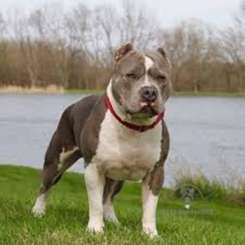 Sau này, chó Pitbull nhanh chóng phổ biến khắp cả nước vì chúng khá dễ nuôi và mắn đẻ. Ảnh: Facebook.