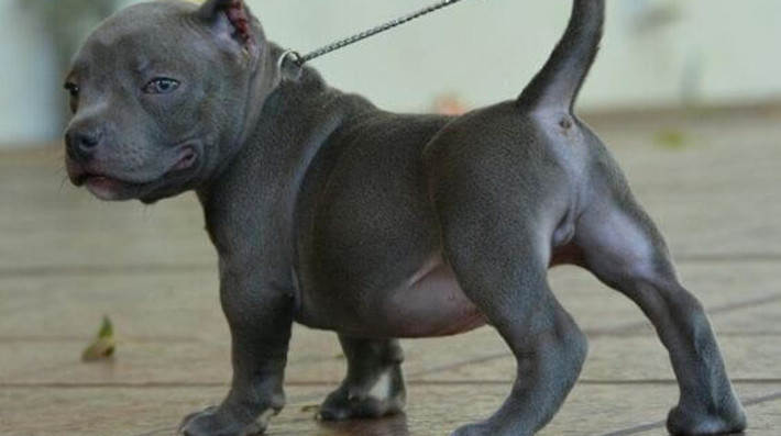 Giống chó Pitbull nhập từ Thái Lan, có đầy đủ giấy tờ thường có giá từ 10 - 20 triệu đồng. Ảnh: Animalso.