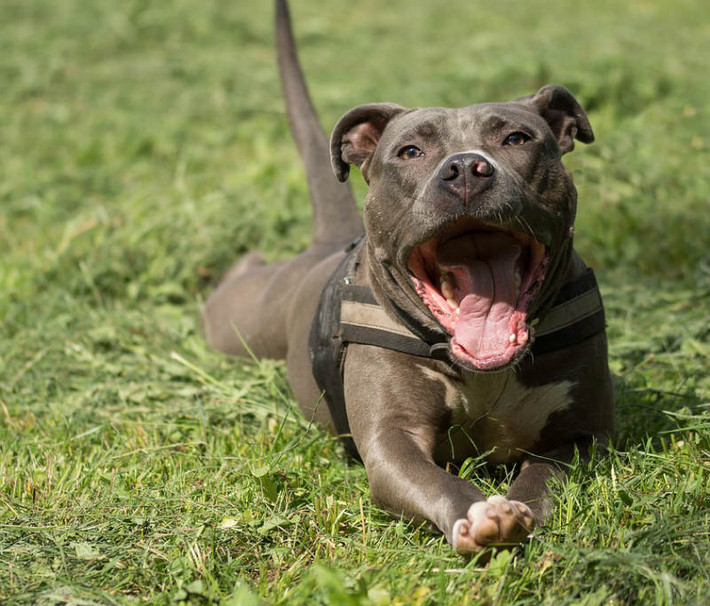 Ngoài ra, chó Pitbull nhập khẩu từ Mỹ có giá tới 5.000 USD (khoảng 100 triệu đồng). Ảnh: Pet Gear Lab.