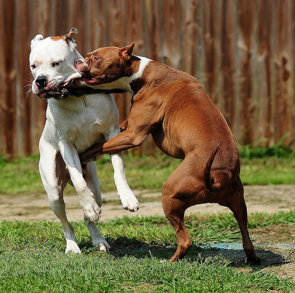 Trên thế giới từng ghi nhận nhiều trường hợp việc người chủ bị chính chó Pitbull của mình cắn chết như Mỹ, Ấn Độ, Trung Quốc...Ảnh: VTC.