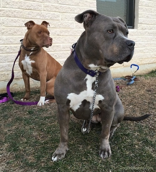 Hiện nay, những chú chó Pitbull có giá dao động từ vài triệu đến vài chục triệu đồng/con, phụ thuộc vào nguồn gốc xuất xứ, độ thuần chủng và màu sắc. Ảnh: Dog Breed.