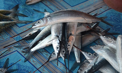 Theo nguồn tin trên báo Nông nghiệp Việt Nam, gần đây dư luận ở huyện Thới Bình (Cà Mau) xôn xao về việc thương lái bất ngờ thu mua cá lìm kìm gai với giá cao từ 750.000 – 800.000 đồng/kg cá tươi. Ảnh: Mangthuysanvietnam.