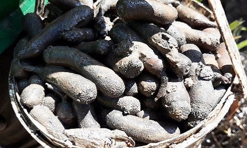 Được coi là "thần dược" nên sâm đất là một đặc sản đắt tiền tại các nhà hàng. Ảnh: Dân Việt.