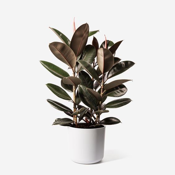 Đa búp đỏ là cây thân gỗ có thể phát triển nhanh. Thông thường, chậu đa búp đỏ mini để bàn cao từ 50-80cm. Ảnh: Tieucanhmini.