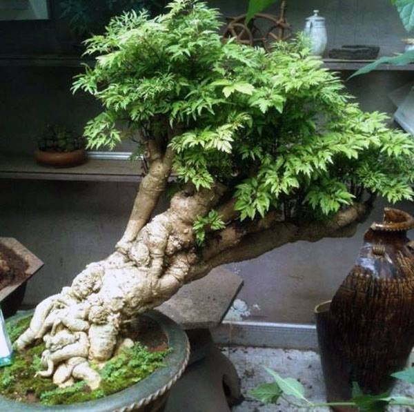 Gốc đinh lăng xù xì, u sần mang dáng vẻ cổ thụ. Ảnh: Đinh lăng Tây Nguyên.