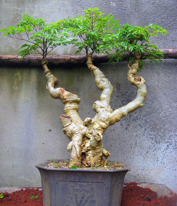 Gốc cây chia thành 3 nhánh, mỗi nhánh tạo một tán lá độc đáo. Ảnh: Ruoudinhlang.