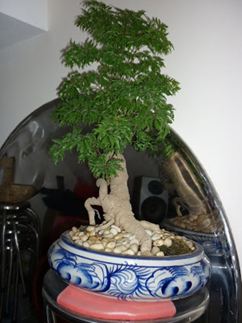 Đinh lăng bonsai mini cao 40cm, thích hợp để bàn. Ảnh: Bonsainhaminh.