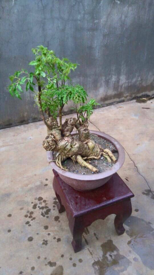 Bonsai đinh lăng dáng rừng lạ mắt. Ảnh: FB Ha Nguyen.