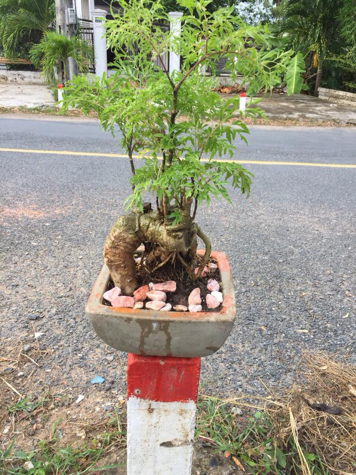 Đinh lăng bonsai làm cảnh có ưu điểm nổi bật là ít công chăm sóc, không tốn chi phí thay cây thường xuyên do có tuổi thọ kéo dài. Ảnh: FB Minh Nguyen.