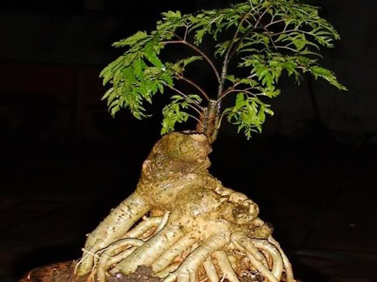 Đinh lăng ấn tượng với gốc to, xoắn lại với nhau cầu kỳ. Ảnh: Blogyeulamvuon.