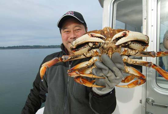 Cua đá Canada sống được các cửa hàng rao bán từ 790.000 - 890.000 dồng/kg. Ảnh: Daohaisan.