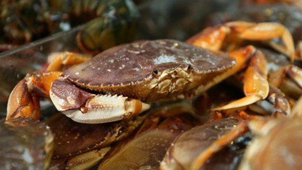 Trong khi đó, cua đá Canada ngộp cấp đông giá rẻ hơn từ 400.000 - 590.000 đồng/kg. Ảnh: Daohaisan.