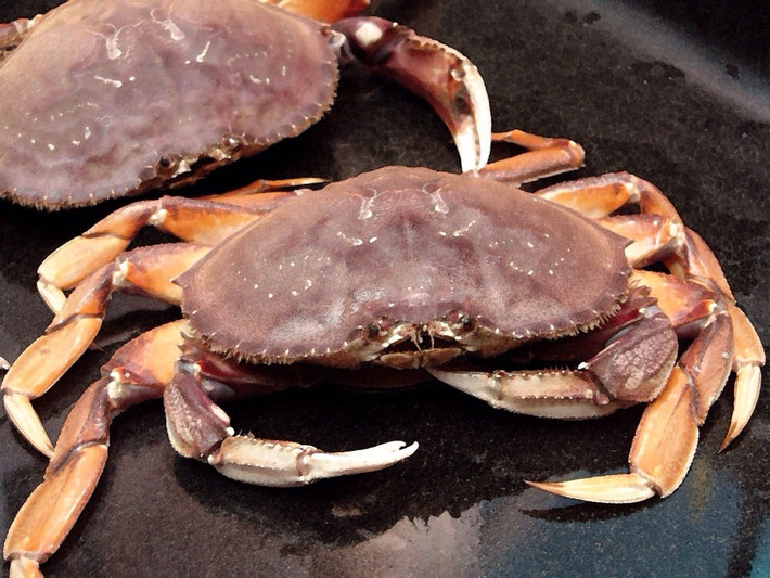 Nếu tính mức 890.000 dồng/kg thì một con cua đá Canada có giá tới hơn 1 triệu đồng. Ảnh: Yelp.