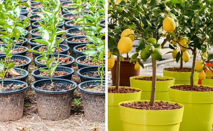 Bạn có thể dễ dàng trồng chanh từ hạt bằng cách chọn hạt giống to mẩy từ quả chanh tươi. Cây chanh có thể mất khoảng 5 năm để cây ra trái.