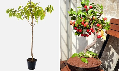 Đặt hạt cherry khô vào hộp nhựa kín và lưu trữ trong tủ lạnh 10 tuần. Khi nảy mầm, trồng chúng trong đất và đảm bảo yếu tố ánh sáng. Cherry có thể thu hoạch trái sau 7-10 năm.