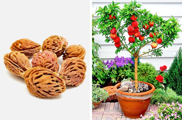 Quấn hạt đào trong khăn giấy ẩm và đặt trong tủ lạnh 8 tuần, sau đó có thể trồng trong đất. Cây đào cho trái sau 3-5 năm. Nguồn ảnh: Brightside.