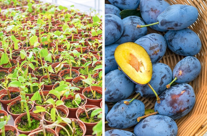 Muốn trồng mận từ hạt, cần lấy hạt mận tươi để khô vài ngày và ngâm vào nước một đêm. Sau đó lấy bình chứa đầy phân ủ, đặt hạt vào bên và đóng kín lại. Để trong tủ lạnh 6-8 tuần cho đến khi rễ xuất hiện.