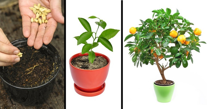 Quýt là cây ăn quả có độ cao khoảng 3-4m. Để trồng quýt, bạn cần chọn nơi ánh sáng tốt nhưng không phải ánh nắng trực tiếp.