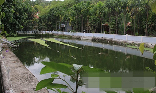 Một ao cá rộng bên trong biệt phủ của đại gia vàng. Ảnh: ConganTPHCM.