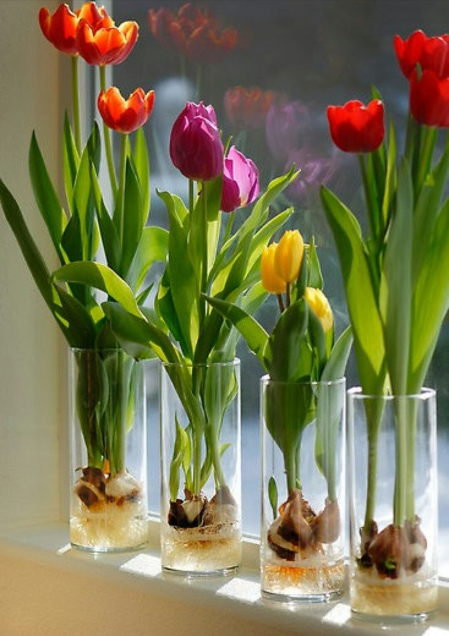 Hoa tulip không chỉ trong vườn mà có thể phát triển tốt trong cốc nước. Nguồn ảnh: Brightside.